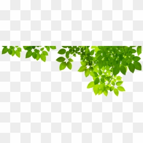 Green Leaf Png Photo - Green Leaves Png Transparent, Png Download - leaves png