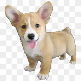 Cute Corgi Dog Png Hd - Cute Corgi, Transparent Png - dog png