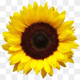 Sunflower Png Hd - Sunflower Png, Transparent Png - sunflower png