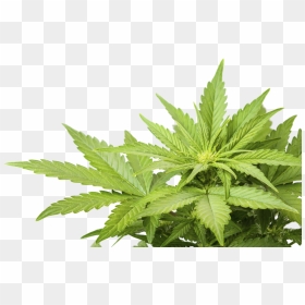 1503425987cannabis Weed Marijuana Leaf Png - Cannabis Png, Transparent Png - weed png