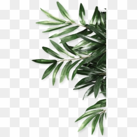 Free Leaves PNG Images, HD Leaves PNG Download - vhv