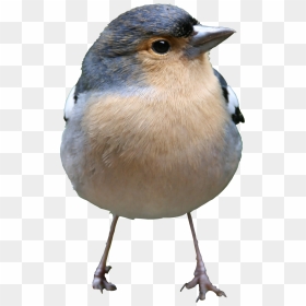 Bird Png Texture - Standing Bird Png, Transparent Png - bird png