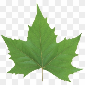 Green Leaf Png - Green Maple Leaf Png, Transparent Png - leaf png