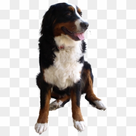 Dog Png Image - Dog Png Transparent Background, Png Download - dog png