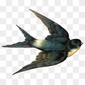 Fairy Bird Png Hd - Vintage Swallow, Transparent Png - bird png