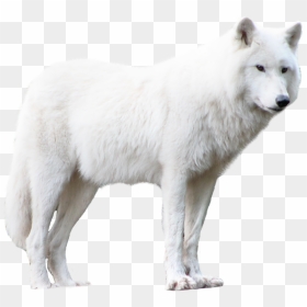 Wolf - White Wolf Wolf Png, Transparent Png - wolf png