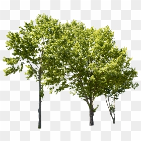 Plane Tree Group Ii - Tree Cut Out Png, Transparent Png - trees png