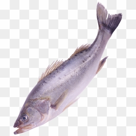 Fish Png Image In This Page You Can Download Png Image - Png Format Transparent Fish Png, Png Download - fish png