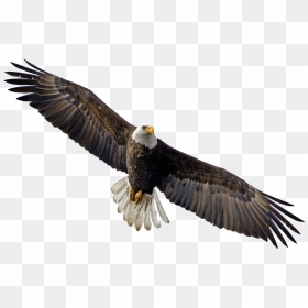 Flying Eagle Png Image - Flying Eagle Transparent Background, Png Download - eagle png