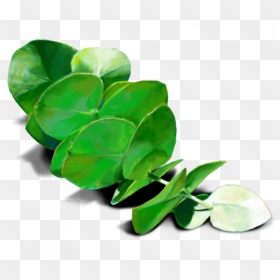 Transparent Eucalyptus Leaf, HD Png Download - leaves png