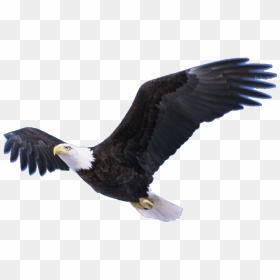 Download Bald Eagle Png Pic - Flying Eagle Transparent Background, Png Download - eagle png