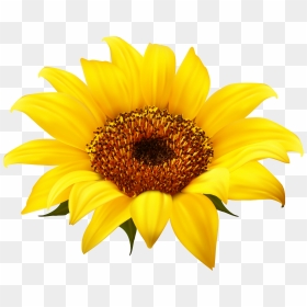 Sunflower Png - Sunflower No Background Png, Transparent Png - sunflower png