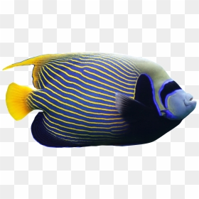Vw-28, Coral Reef Fish, Images V - Angelfish Png, Transparent Png - fish png