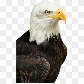 Eagle - Bald Eagle Png Transparent, Png Download - eagle png