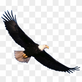 Bald Eagle Png Download Image - Bald Eagle Flying Png, Transparent Png - eagle png