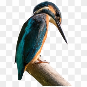Kingfisher Bird Png Image, Transparent Png - birds png