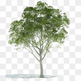 Realistic Tree Png Image Background - Trees For Architectural Rendering, Transparent Png - trees png