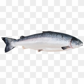 Salmon Fish Png - Fluoride Fish, Transparent Png - fish png
