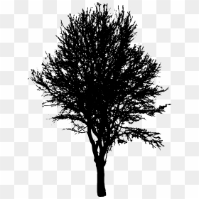 Maple Tree Silhouette Png, Transparent Png - trees png