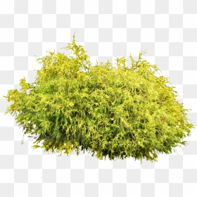Bushes Clipart Bushy Tree - Bush Png, Transparent Png - bush png