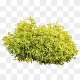 Bushes Clipart Bushy Tree - Bush Png, Transparent Png - bush png