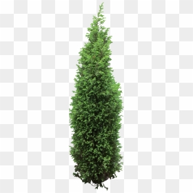 Tree Bush Png - Tree Christmas, Transparent Png - bush png