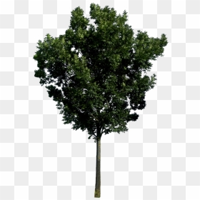 Tree Png Image, Free Download, Picture - Transparent Tree Elevation Png, Png Download - trees png