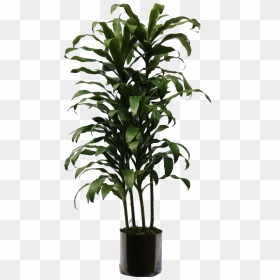 Indoor Plants Png - Indoor Plant Png Transparent, Png Download - plant png