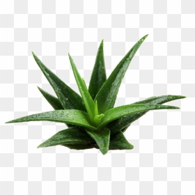 Aloe Vera Plant Png Image - Aloe Vera Plant Png, Transparent Png - plant png