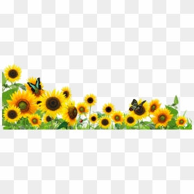 Transparent Background Sunflower Border, HD Png Download - sunflower png