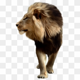 Lion Png Free Download - Lion Png For Picsart, Transparent Png - lion png