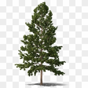 Evergreen Tree Png Free Download - Evergreen Tree Png, Transparent Png - trees png
