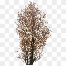 Autumn Trees Png , Png Download - Autumn Tree Png, Transparent Png - trees png