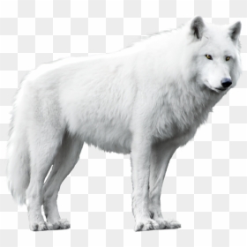 White Wolf Png, Transparent Png - wolf png