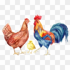 Hen - Transparent Background Chickens Png, Png Download - chicken png