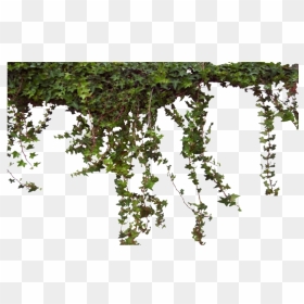 Ivy Vine Png Photos - Ivy Transparent Png, Png Download - vines png