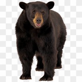Large Brown Bear Clip Arts, HD Png Download - bear png