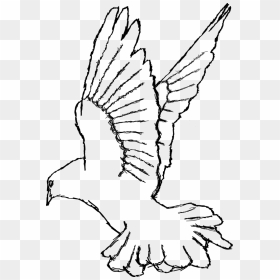 Thumb Image - Png Drawing Of White Dove, Transparent Png - dove png