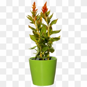 Green Plant With Red - Flower Plant Png, Transparent Png - plant png