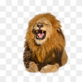 Download Free High Quality Lion Png Transparent Images - صور أسود للتصميم, Png Download - lion png