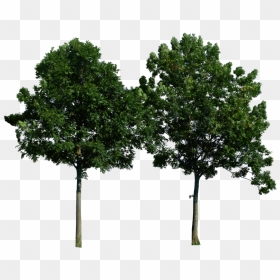 Tree Png Image, Free Download, Picture - Trees Png For Photoshop, Transparent Png - trees png