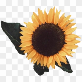Aesthetic Sunflower Png Image - Yellow Aesthetic Transparent Png, Png Download - sunflower png