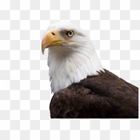 Bald Eagle Png Free Background - Female Bald Eagle, Transparent Png - eagle png
