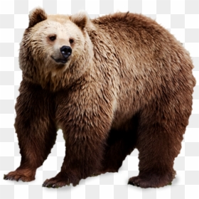 Sad Bear Png Image - Bear Transparent Background, Png Download - bear png