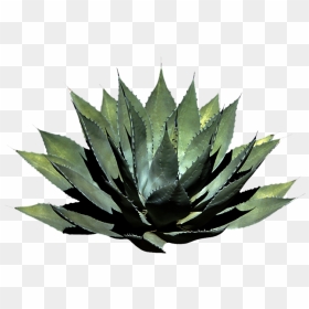 Agave Logo Png - Imagenes De Plantas Png, Transparent Png - plant png