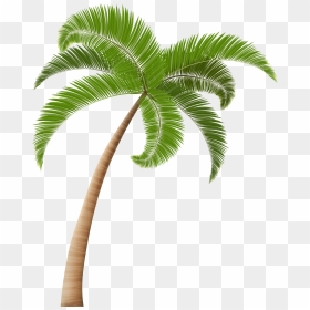 Palm Tree Png, Palm Trees, Hawaiian, Clip Art, Palm - Transparent Background Palm Tree Png, Png Download - trees png