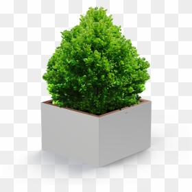 Transparent Tree Bush Png - Photoshop Shrubs, Png Download - bush png