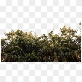 Transparent Tree Roots Png - Portable Network Graphics, Png Download - vines png