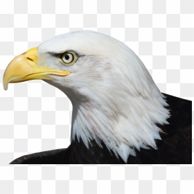 Bald Eagle Png Image - Eagle Beak Png, Transparent Png - eagle png