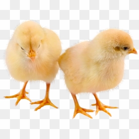 Baby Chicken Png High-quality Image - Baby Chicken Transparent Background, Png Download - chicken png